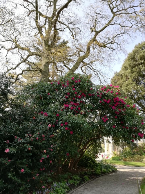 Trelissick Gardens April 2019