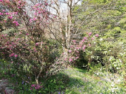 Trelissick Gardens April 2019