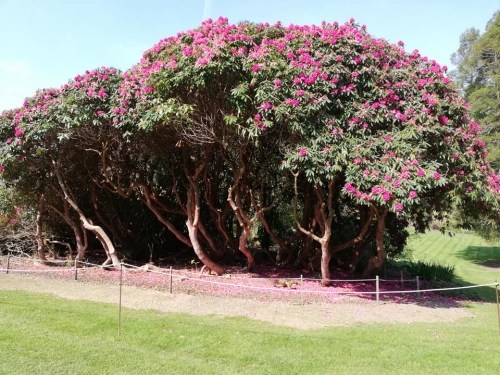 Trelissick Gardens April 2019